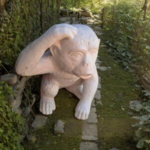 Scratching Chimp