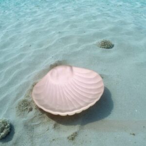 Shell