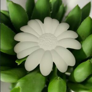 Daisy Flower